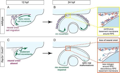 Model Of Optic Cup Morphogenesis In Wildtype And Tfap2a Foxd3 Double