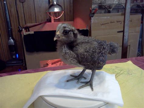 Easter Egger Bantam Days G Mary Backyard Chickens Learn