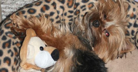 Miniature Yorkshire Terrier Yorkie With A Bad Hair Day