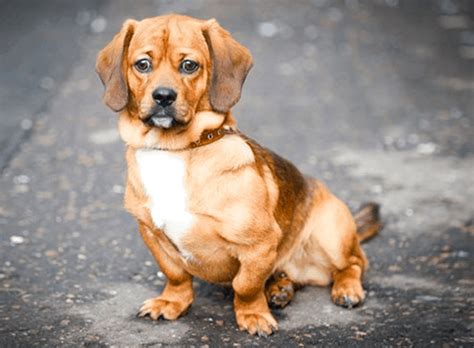 Top 24 Most Popular Dachshund Mixes Which One Is Right For You