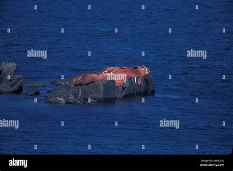 Alaska Bering Sea Bristol Bay Round Island Walrus Islands State ...