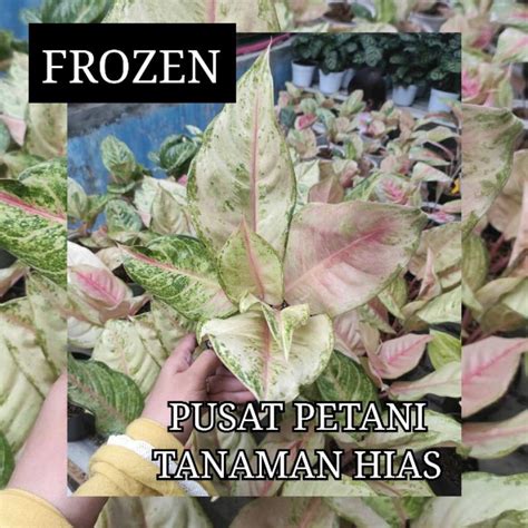 Jual Tanaman Hias Aglonema Frozen Bibit Bonggol Shopee Indonesia