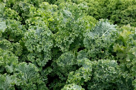 Siberian Improved Kale Seeds 12 Seeds Etsy