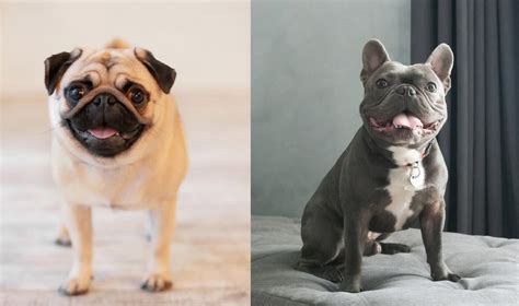 Pug vs Frenchie: Which Dog Breed is a Better Family Pet? - K9 Web