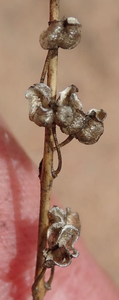 Rat Tail Squill From Heaven In The Langkloof Western District South