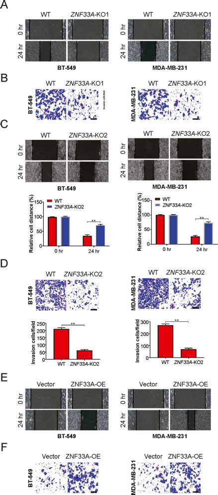 Znf A Promotes Tumor Progression And Bet Inhibitor Resistance In