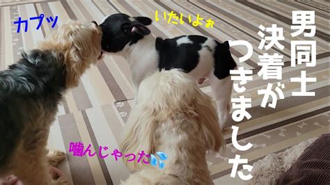 子犬と先住犬の上下関係を決めた出来事【フレンチブルドッグとミックス犬の多頭飼い】 Youtube