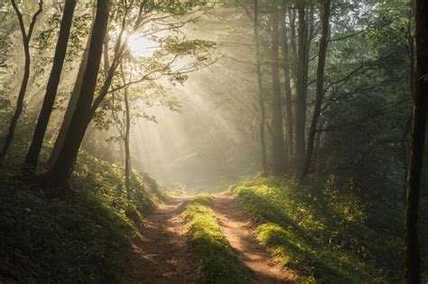 Premium Photo Sunlight Passing Through Forest Path Lined With Tall