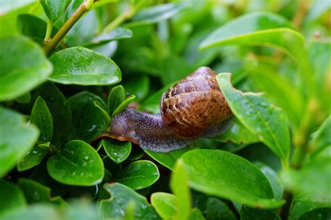 3840x2560 Crawl Foliage Gastropod Green Invertebrate Leaves