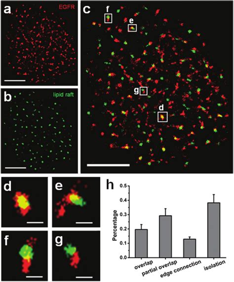 Inactive Egfr Proteins And Lipid Rafts Are Significantly Colocalized On