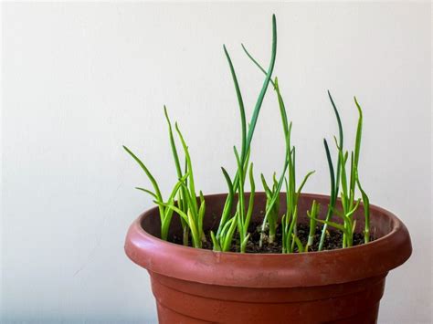 How To Grow Garlic Indoors | Gardening Know How