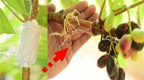 Java Plum Tree Growing Fast With Tissue Paper How To Propagate Java