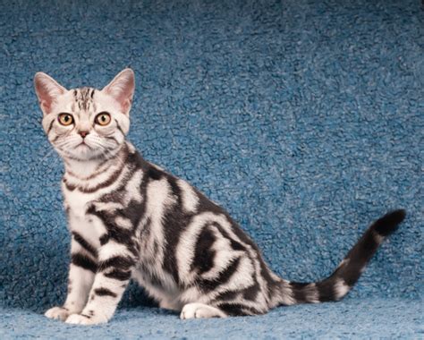 American Shorthair Cat Breed Profile Litter Robot