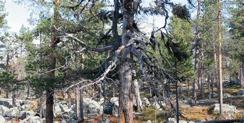 Urskogen Finns Inte Mer L Nge Leve Naturskogen Forskning Framsteg