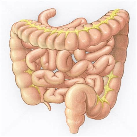 Intestino Delgado Anatomia