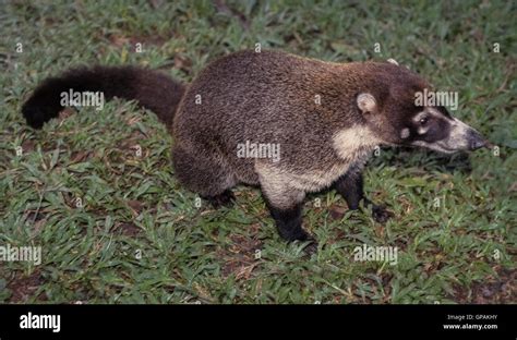 Una nariz blanca coatí Nasua narica que habita en los bosques de