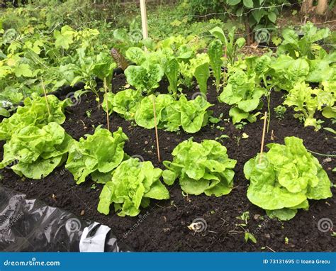 Lettuce Growing In Raised Bed Stock Image Image Of Sustainable