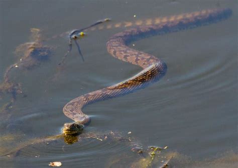 Diamondback Water Snake In South Texas