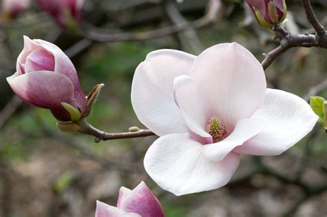 Pink Magnolia Wallpapers - Wallpaper Cave