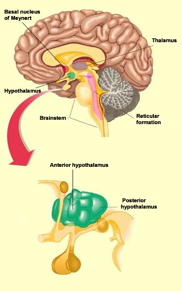 Brain Diagram Thalamus