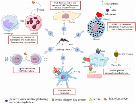 Frontiers AedesChikungunya Virus Interaction Key Role Of Vector