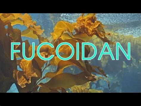 Fucoidan L G Mua Fucoidan Ch Nh H Ng Vi T Nam Youtube