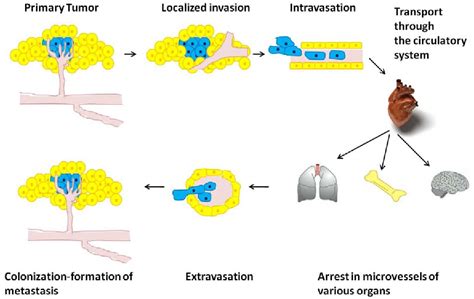 Figure 11 From The Role Of Phosphoinositide Signaling In Breast Cancer