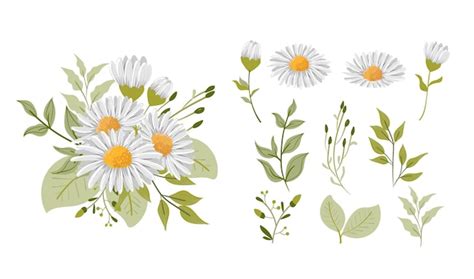 Premium Vector White Daisy Flower Elements Collection