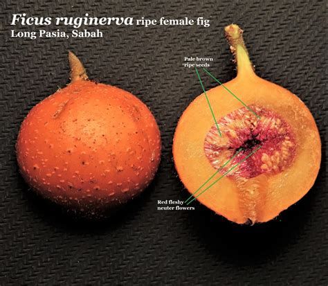 Ficus Ruginervia Ripe Female Figs And Seeds Long Pasia Sabah The