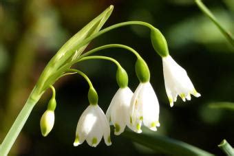 January Birth Flowers: Symbolism of the Carnation & Snowdrop | LoveToKnow