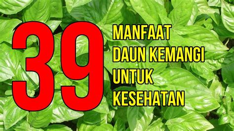 Masya Alloh Inilah 39 Manfaat Daun Kemangi Untuk Kesehatan Dan