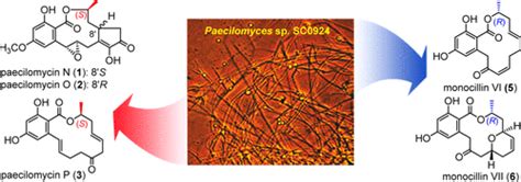 Antifungal and Cytotoxic β Resorcylic Acid Lactones from a Paecilomyces