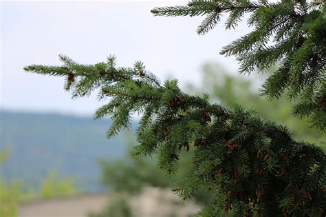 Cone A Tree Pine - Free photo on Pixabay - Pixabay