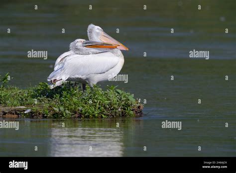 Adult Dalmatian Pelican Greece Hi Res Stock Photography And Images Alamy