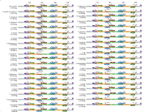 Comparison Of The SC IR Junctions Among The 41 Ilex Chloroplast