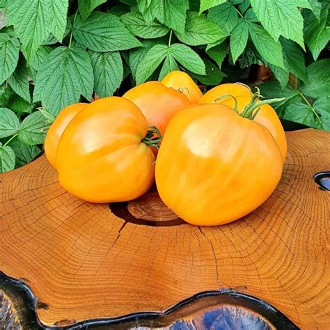 Bøftomat - Heart of Ashgabat (Serdtse Ashhabada) - TagTomat