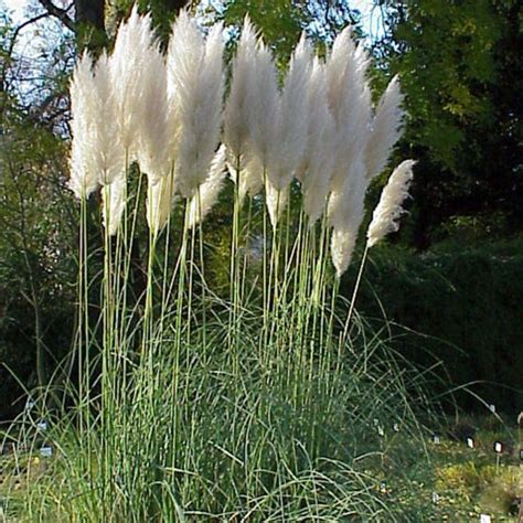 Herbe De La Pampa Cortaderia Selloana Herbe De La Pampa