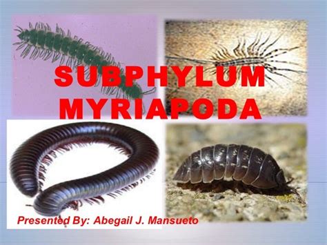 Myriapoda 090602161209-phpapp02