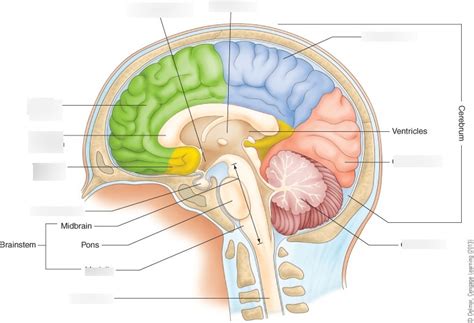 Brain Labeling Diagram Quizlet