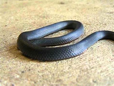 Blue bellied black snake - Alchetron, the free social encyclopedia