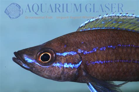 Paracyprichromis Nigripinnis Blue Neon Aquarium Glaser Gmbh