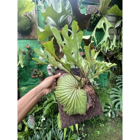 Jual Platycerium Ridleyi Tanduk Rusa Rawatan Bukan Cabutan Shopee