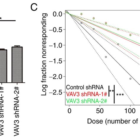 Vav3 Shrnas Significantly Decreased Tumor Growth In A Xenograft Model