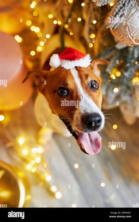 Merry Christmas and Happy New Year. View from above of The Jack Russell Terrier dog sitting ...