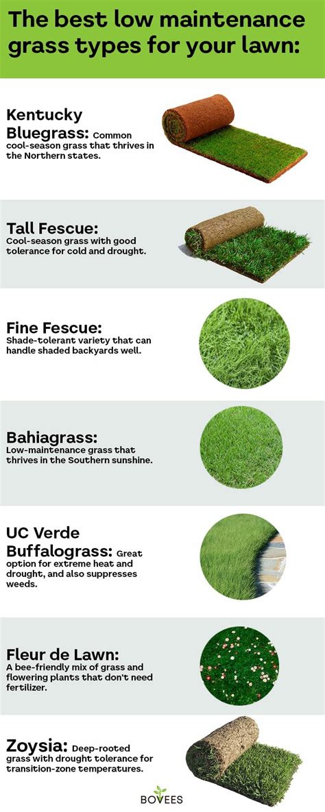 Low Maintenance Grass Types The Easiest Lawn For Busy Families