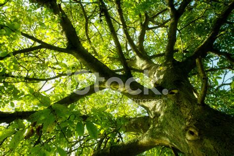 Under The Greenwood Tree Stock Photo | Royalty-Free | FreeImages