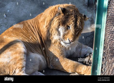 A Liger in the Siberian Tiger Park, Harbin, China. The Liger is the ...