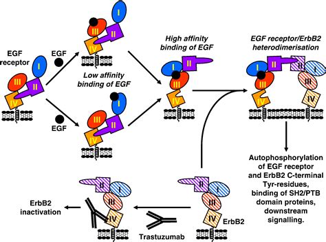 Erbb Receptors Their Ligands And The Consequences Of Their Activation