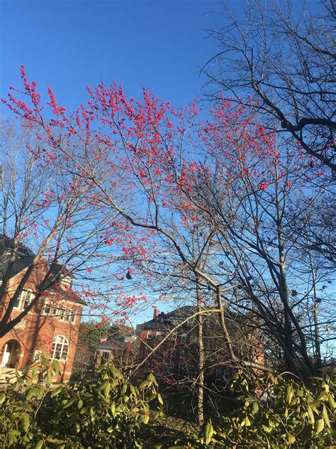 Winterberry | Bates Canopy | Bates College