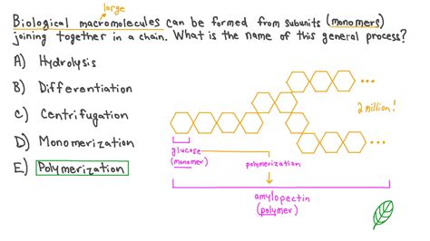 Question Video Describing The Formation Of Macromolecules From Monomer